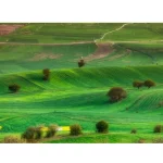 نمایندگی جنرال گلد در شهر ساری
